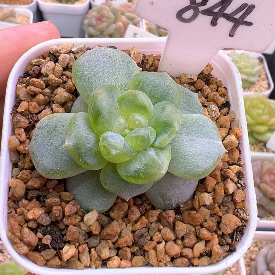 844号星楼石化 晗雨多肉
