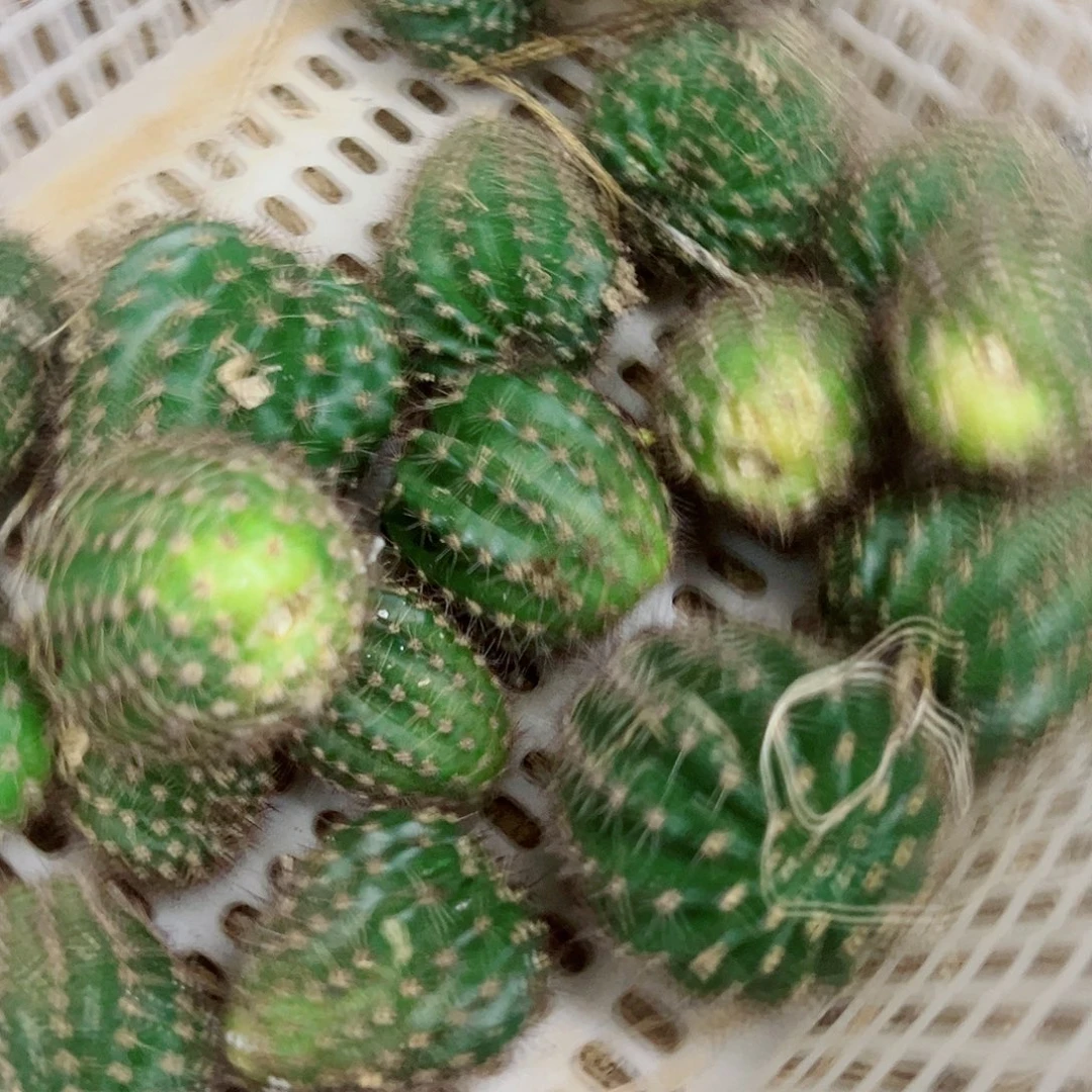 彩草盲盒 10个花色 侧芽 不标名字