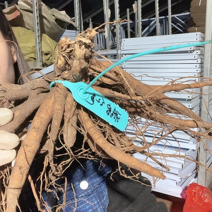 当前无花栽培后可以开花红色雅绒