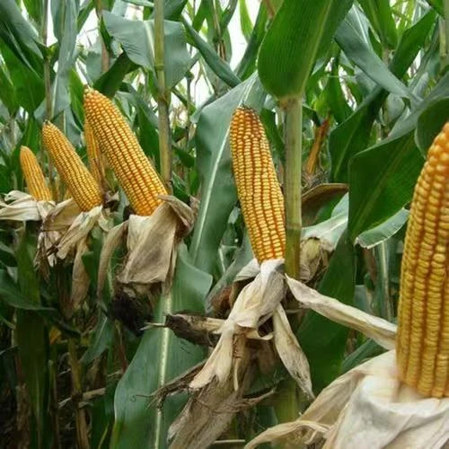 小红瓶 玉米 花生 辣椒 大豆叶面喷施