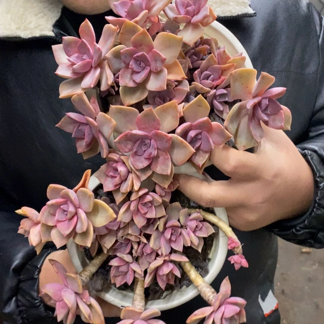 中国初恋整桩两盆