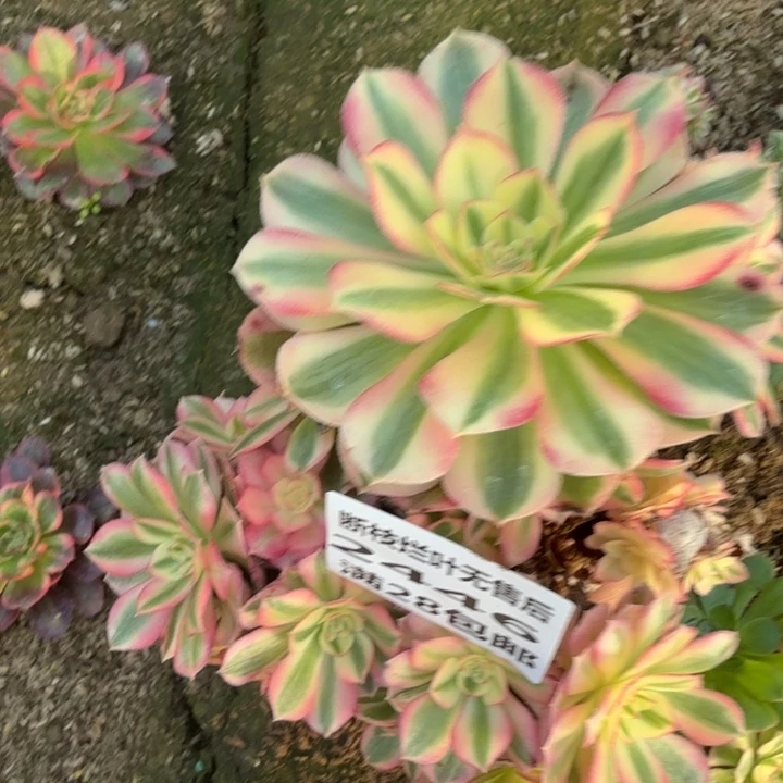 2446二号棚倾城母本