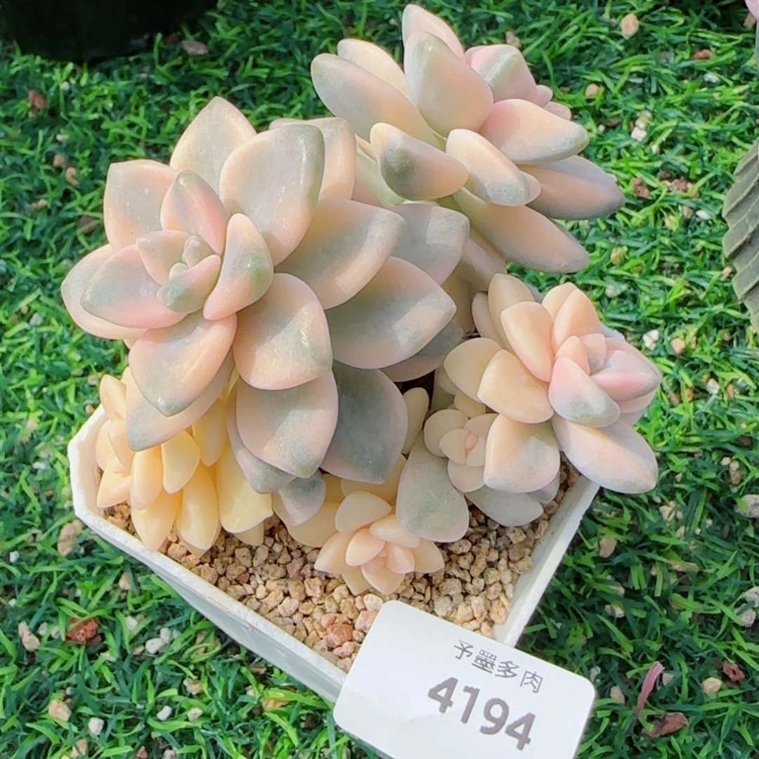 美杏锦，4194多肉植物