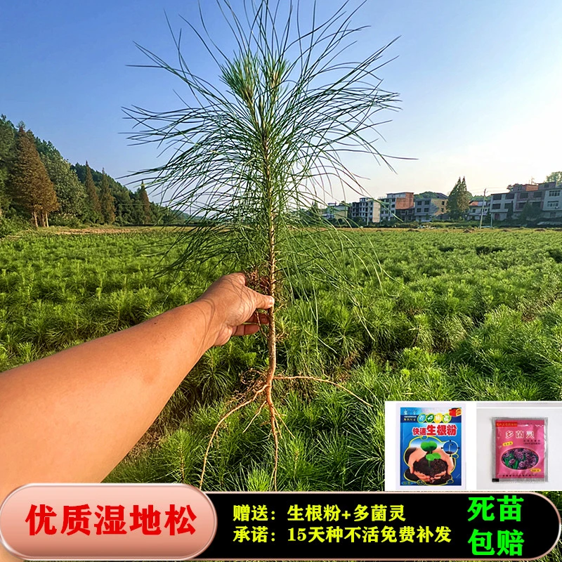 湿地松树苗美国油松苗基地直销荒山造林采集松脂建筑木材专用树种