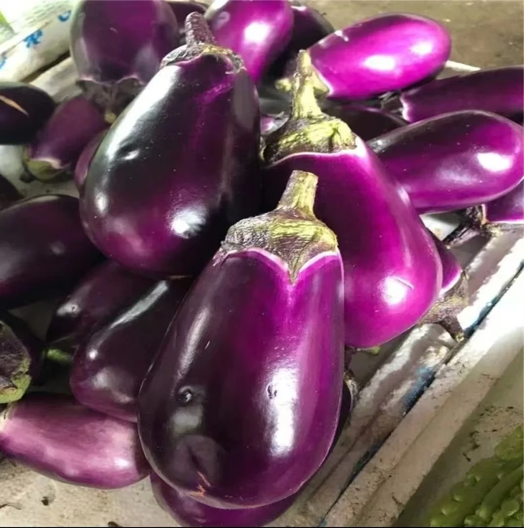 湖南沅江本地新鲜糯米茄子现摘先发农家自种时令蔬菜