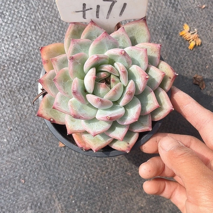 晨语多肉，一物一拍卡系171