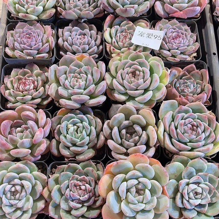 直播福利一物一拍95