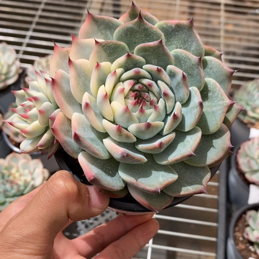 吉娃娃锦多肉植物7159