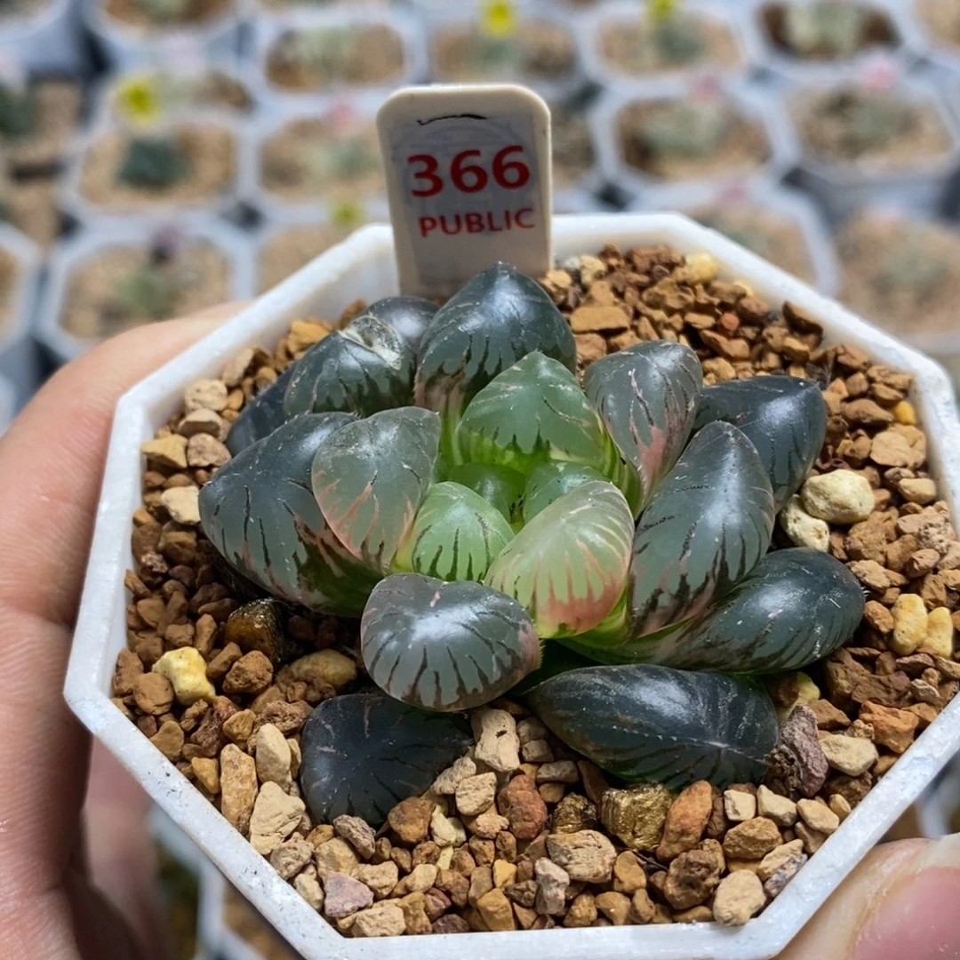 366冰灯十二卷多肉