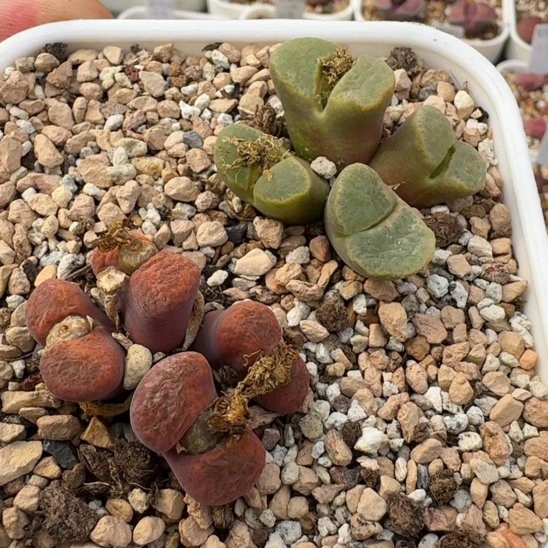 朱*G191风铃老母本