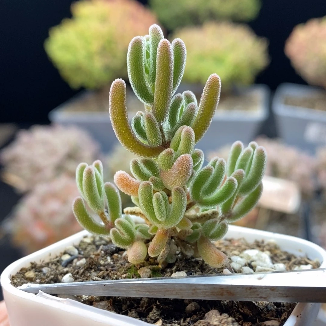 707红叶，5.5厘米盆口