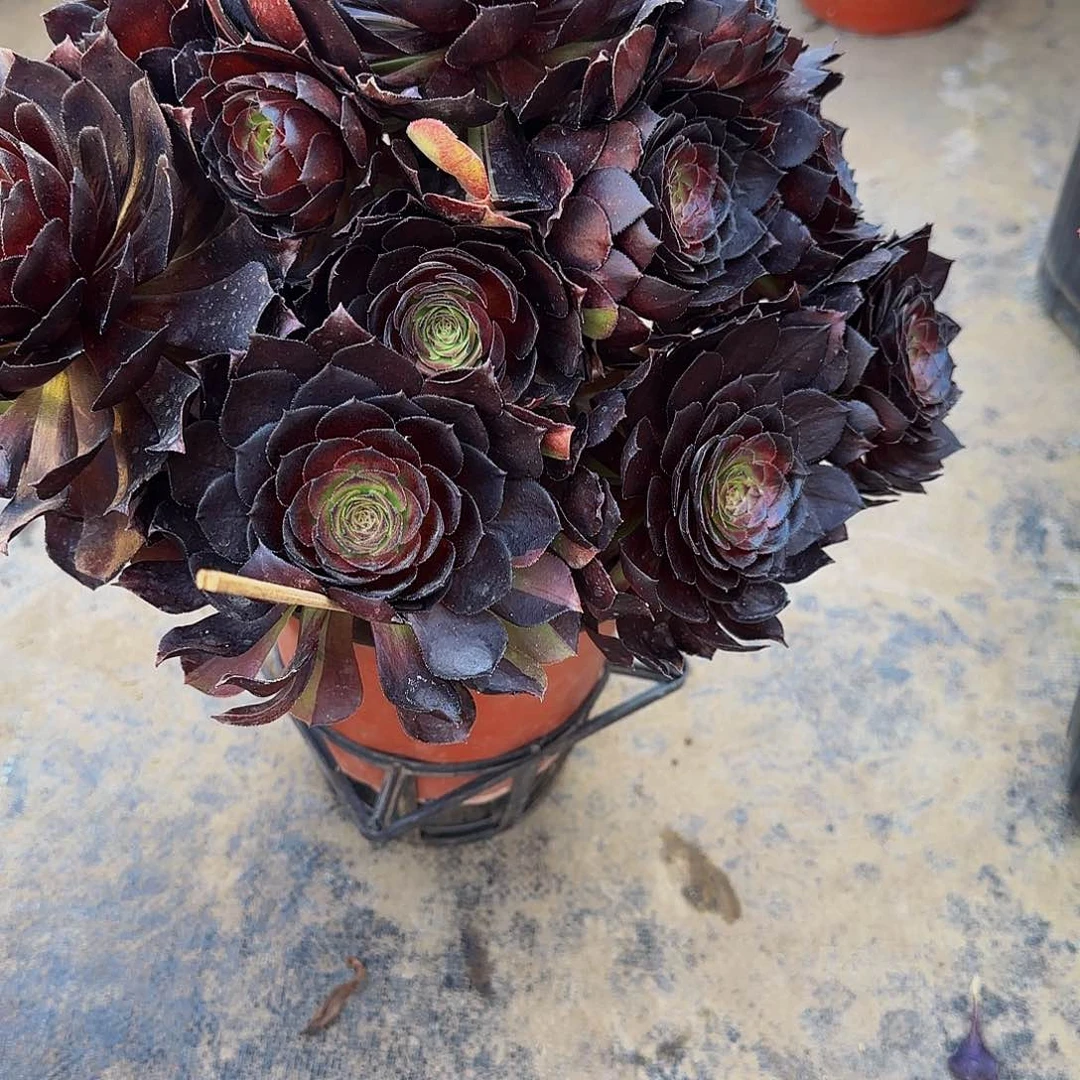 花花公子一颗，特价430