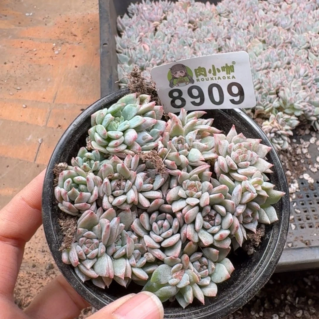 多肉植物多肉植物