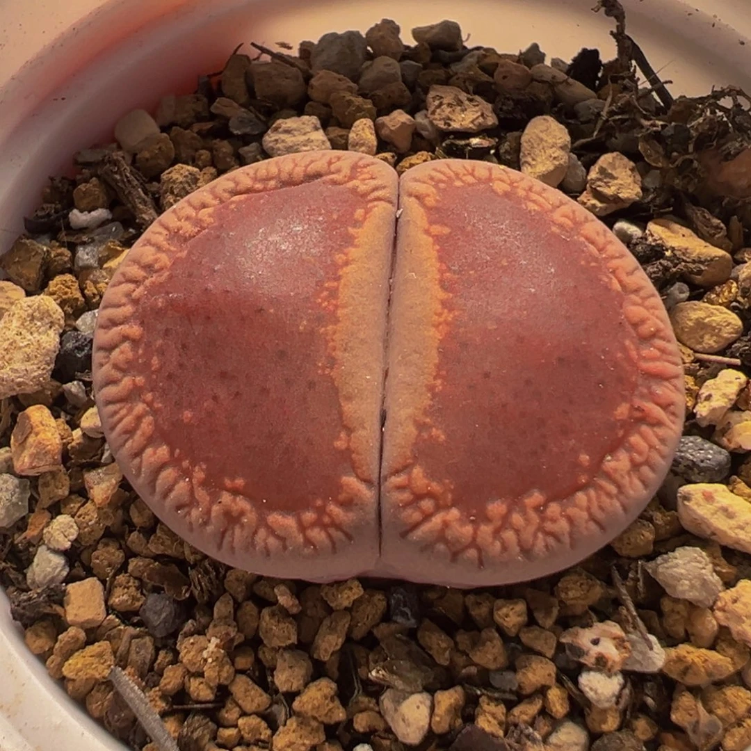 1452多肉植物种类多样