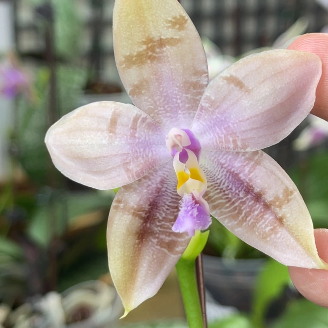 完全开放SWRAJ201-928