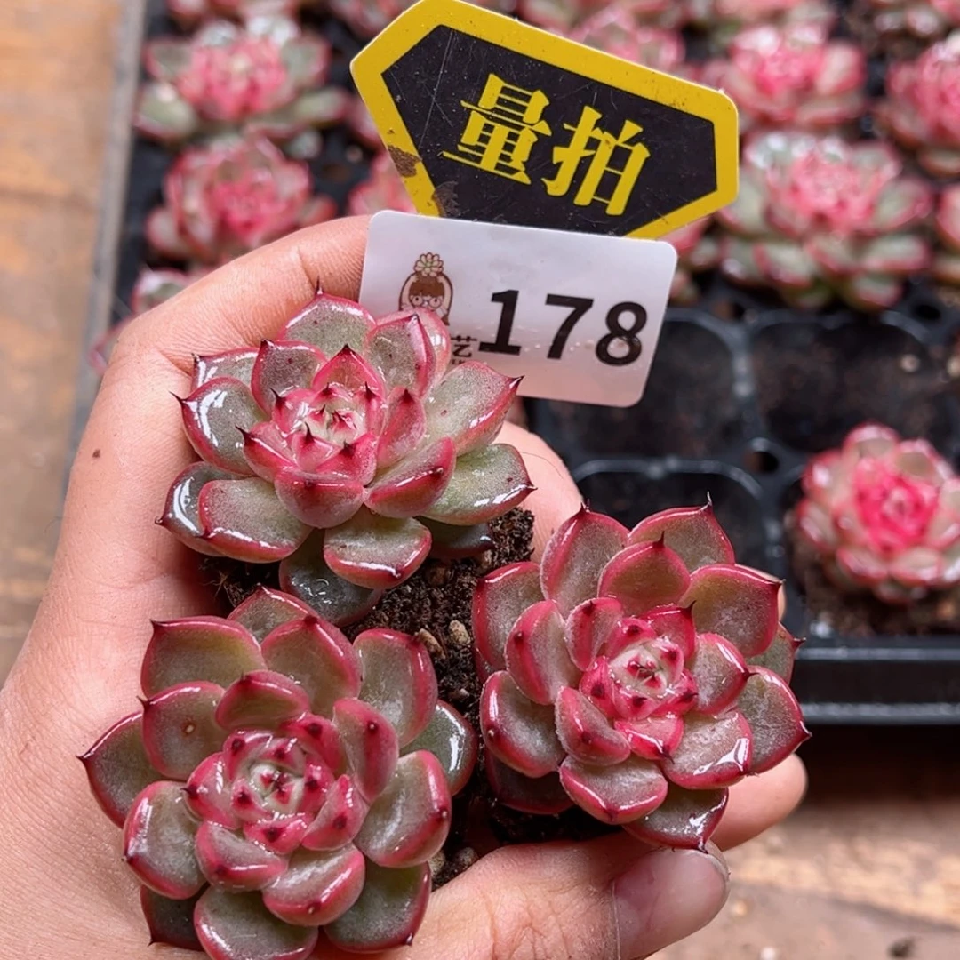 多肉植物多肉植物