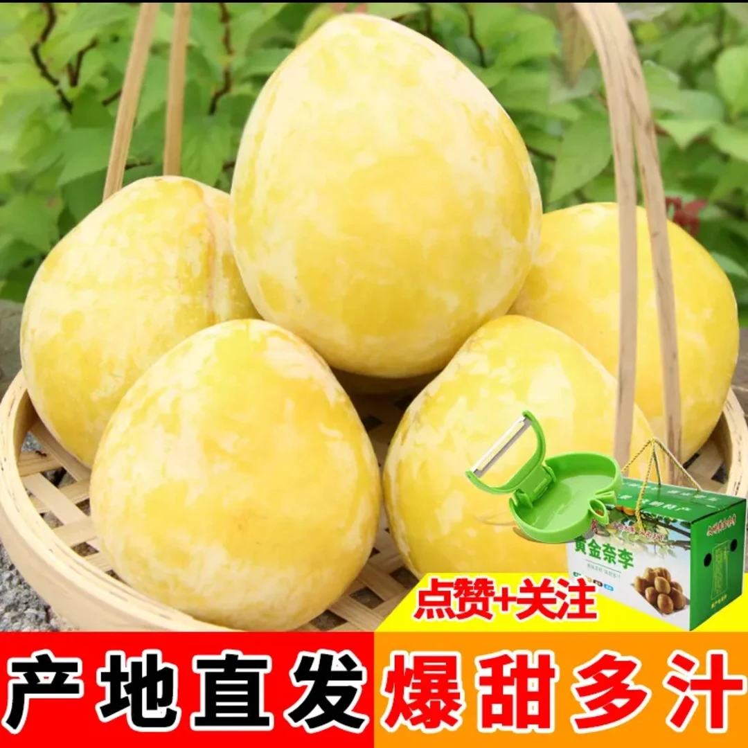 黄金李自家果园自己种植皮薄肉厚离核水嫩多汁