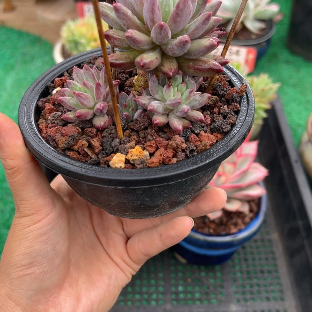 表妹精品多肉2275.