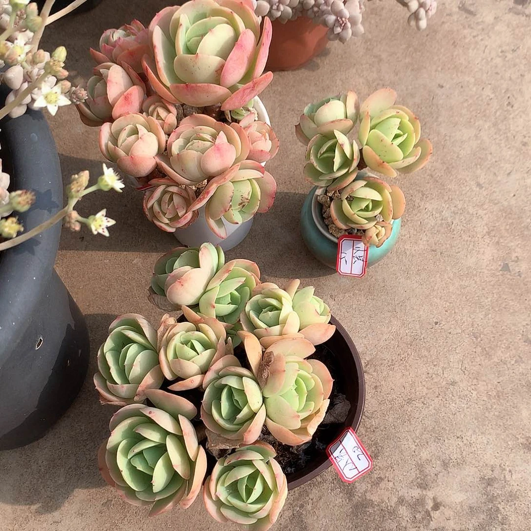 鸡蛋碧桃多肉三颗