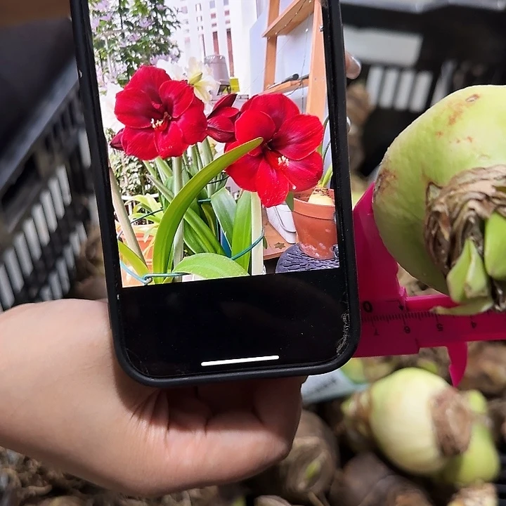 5.5公分丑球黑天鹅进口球