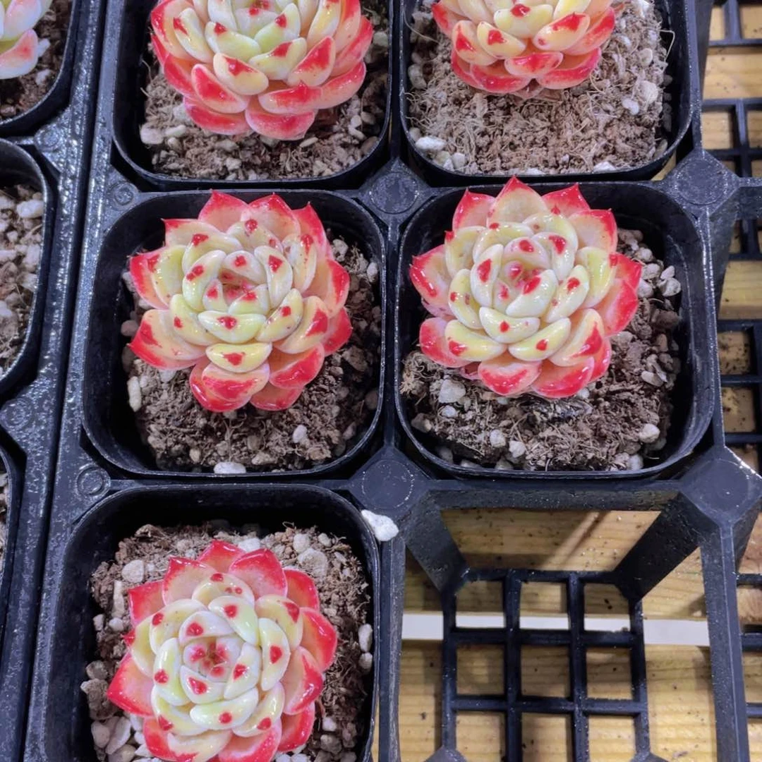 1036号 全状态红爪爪珍妮一颗