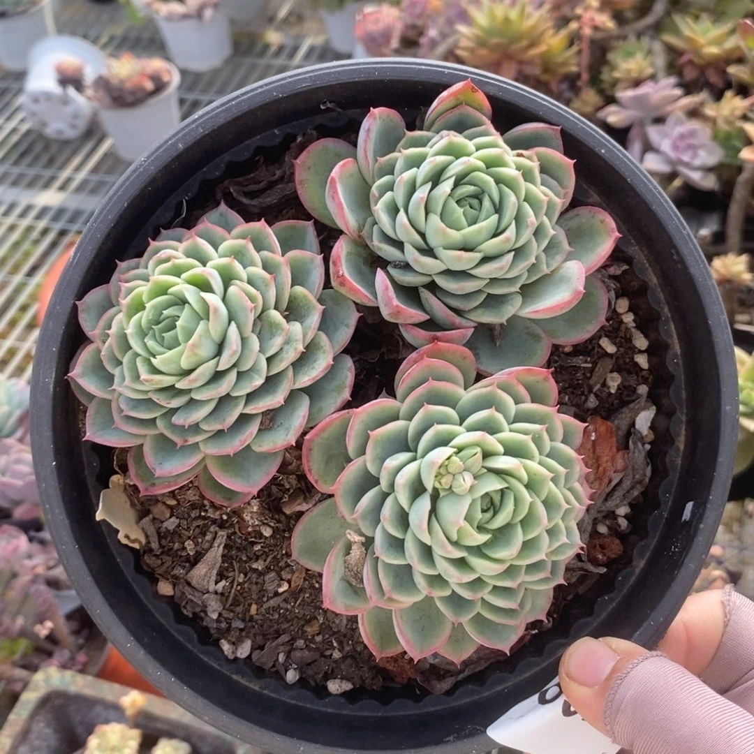 6378不知名一物一拍