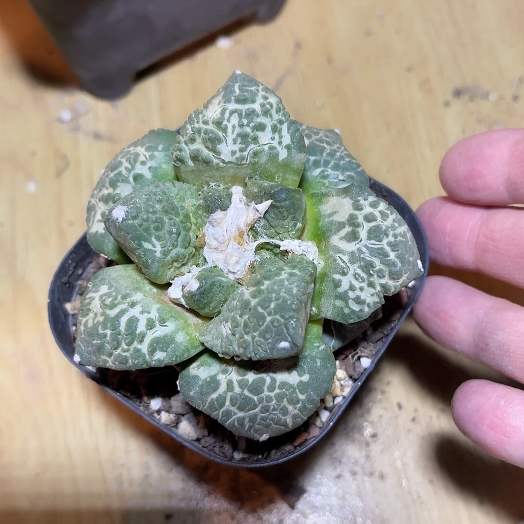 牡丹单头一物一拍