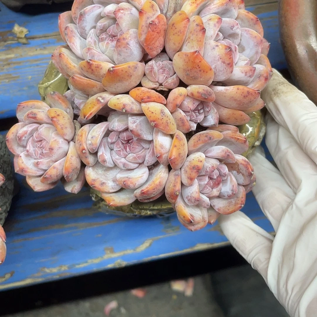 8头糖心星影，无砍无摘