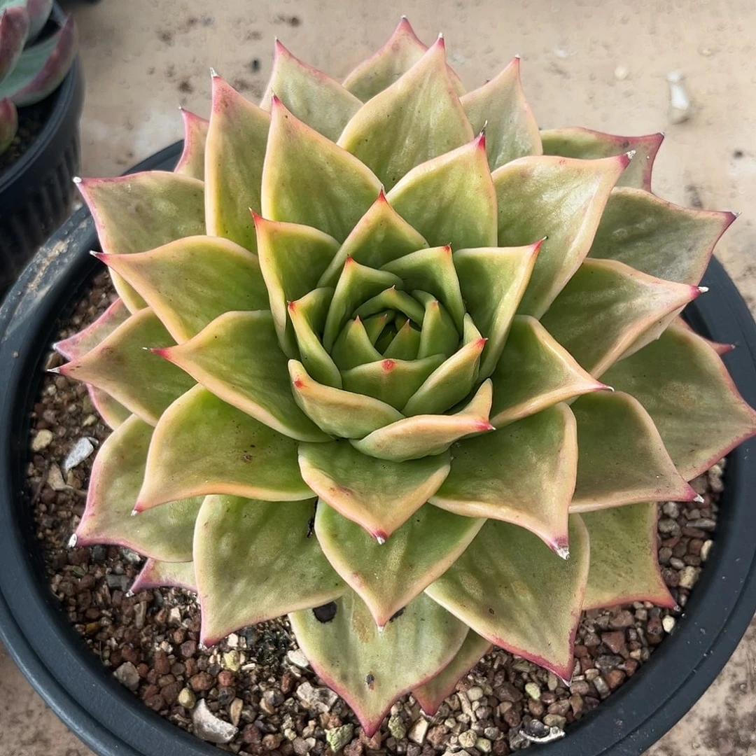 悠远星星锦多肉植物