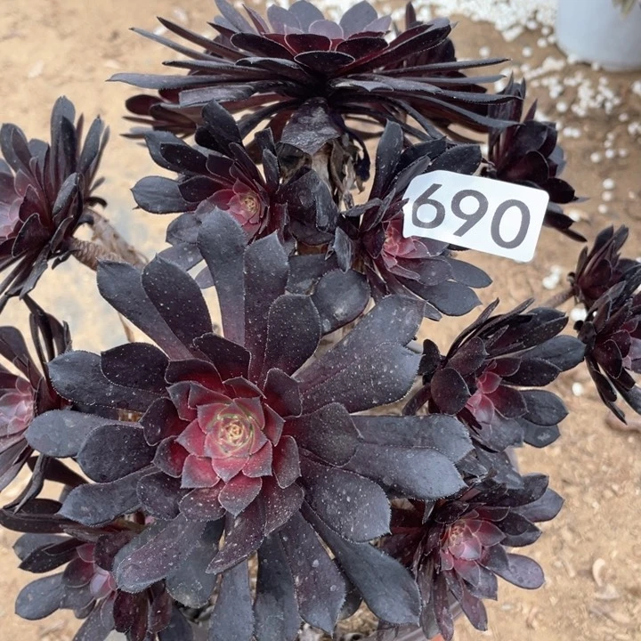 690多肉黑铜壶植物