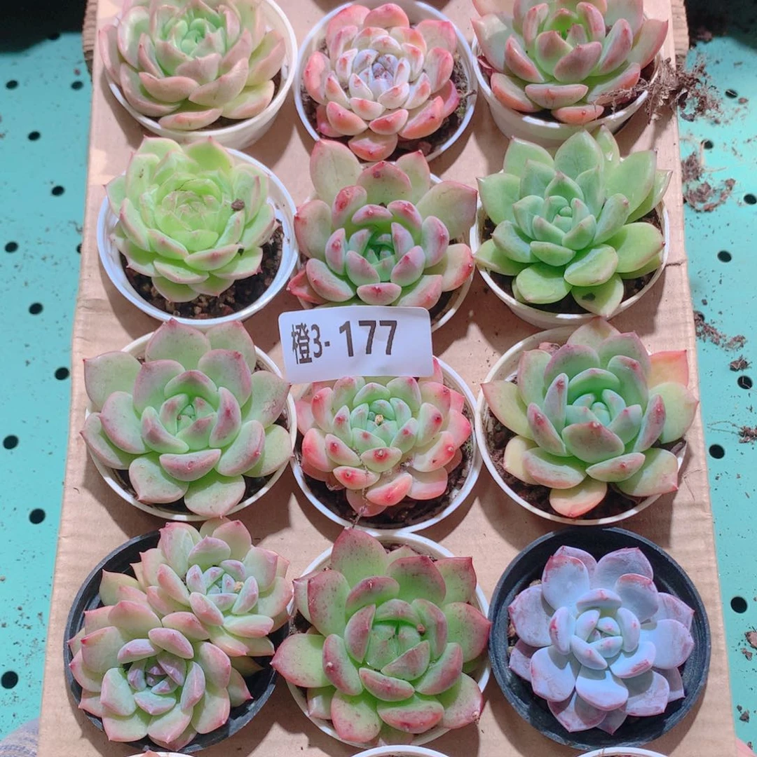 3-177一物一拍多肉带盆18颗
