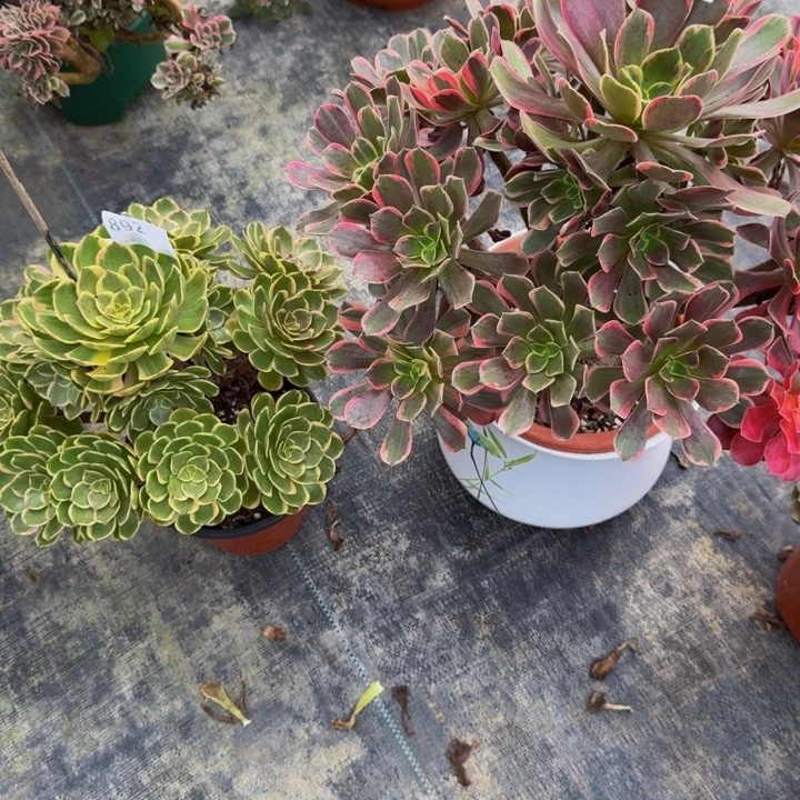 张***宽0000000000850892金丝玫瑰花脸粉花妖