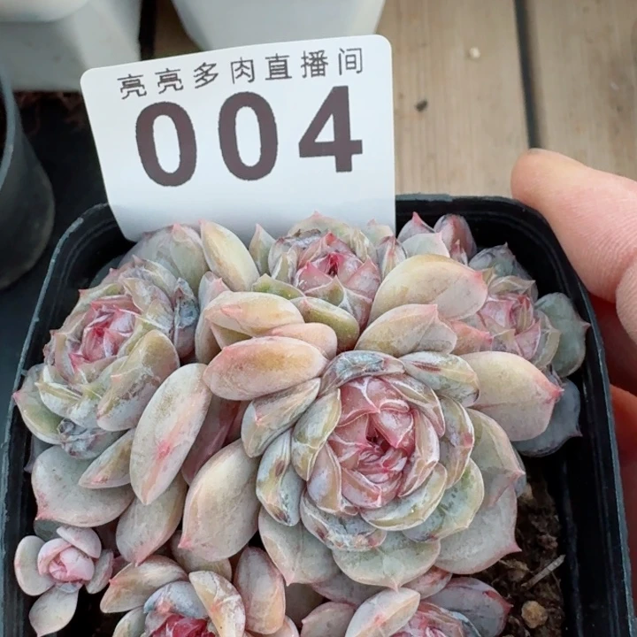 宫花         精控精养多肉植物
