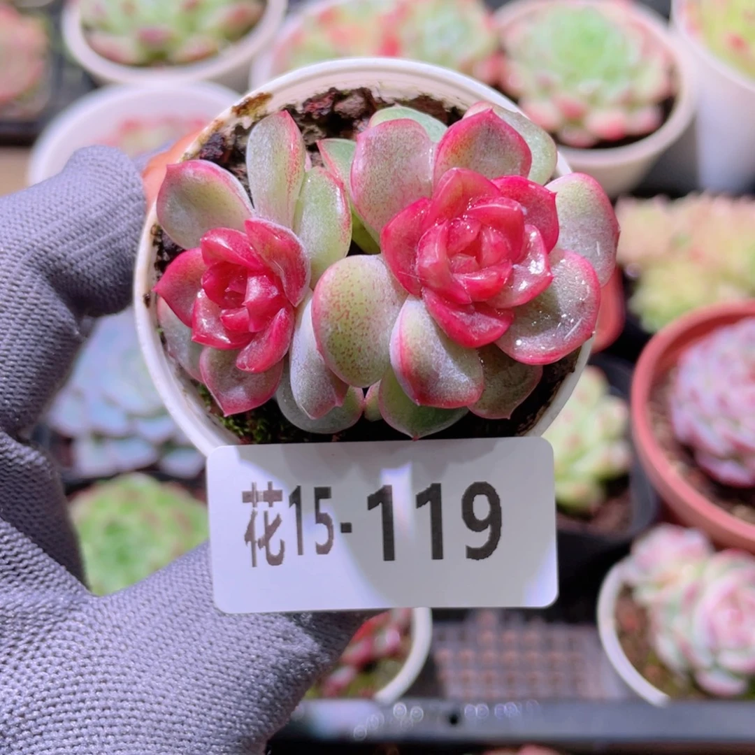 花利美15-119紫心天空