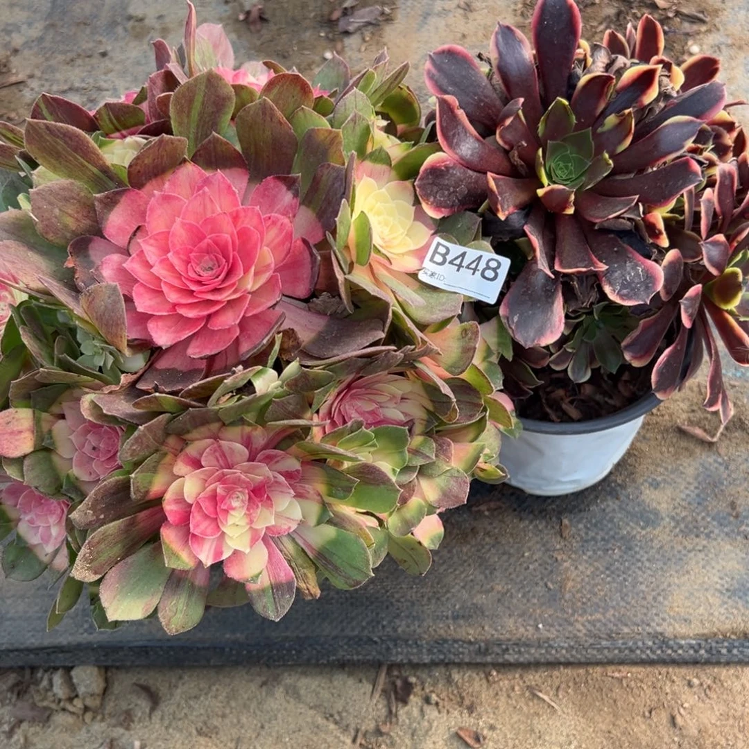 448两颗组合多肉植物法师