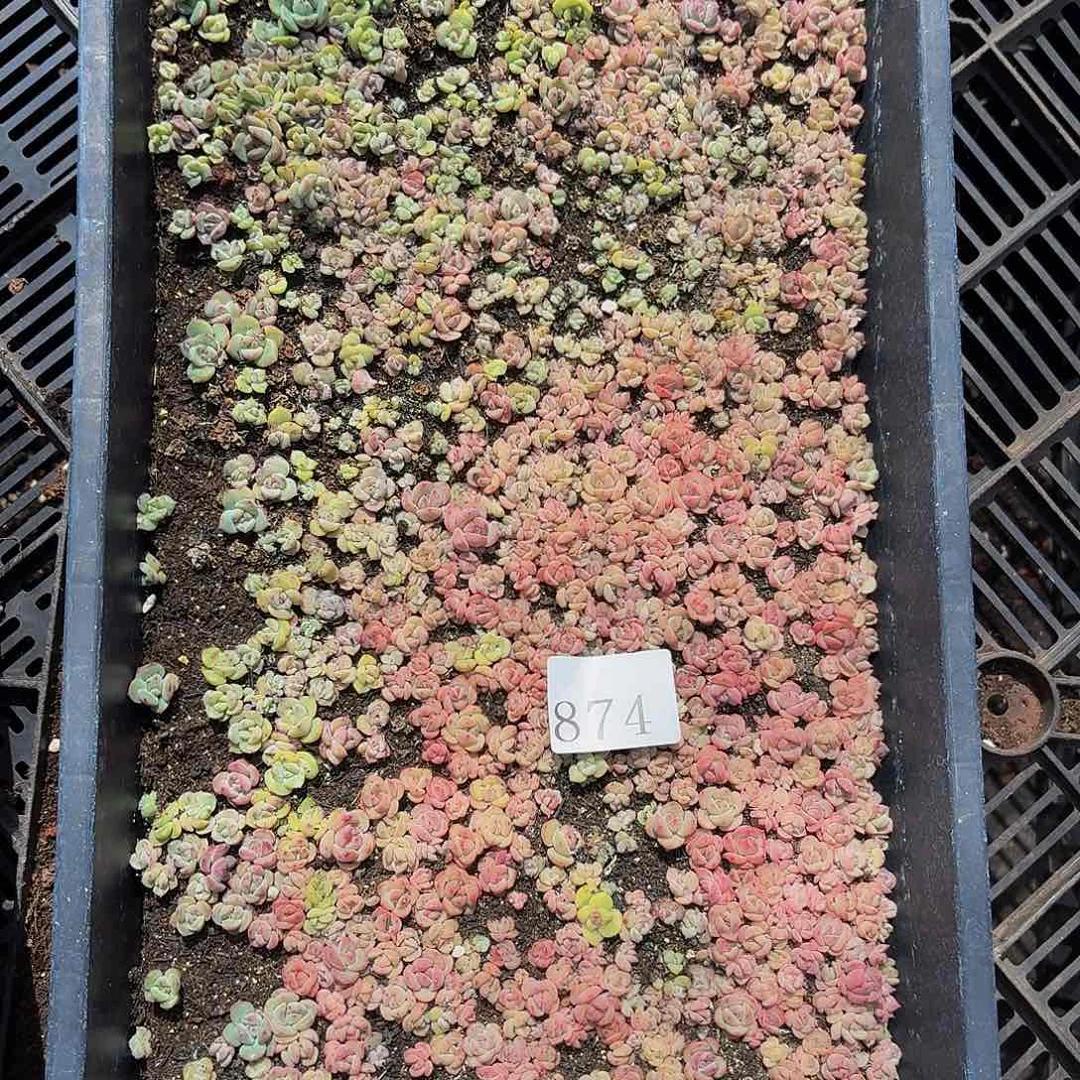 ?*?多肉植物多肉植物874