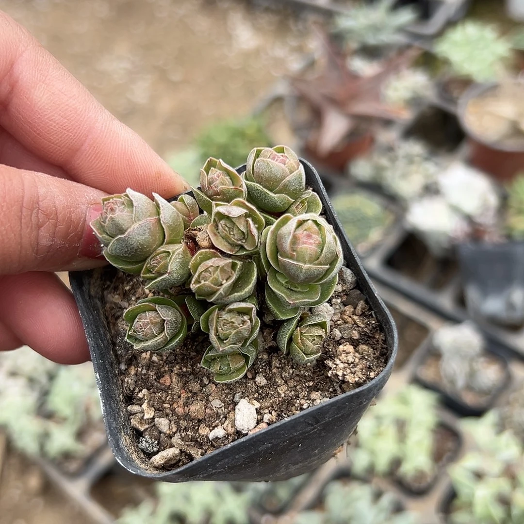多肉植物多肉植物