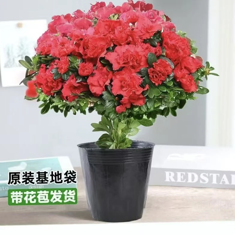 四季开花杨梅红杜鹃花盆栽室内地栽好养植物