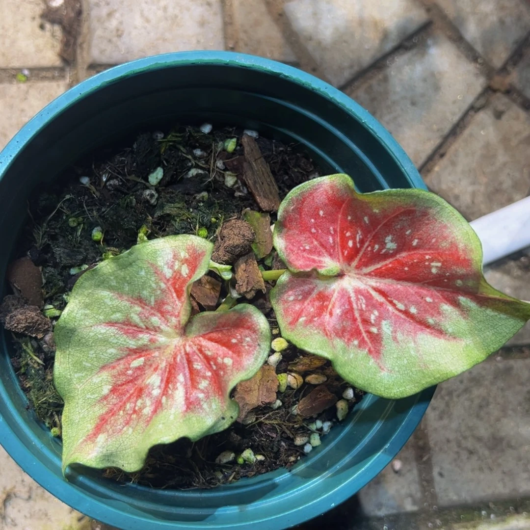 贝***安完全开放1221泰彩