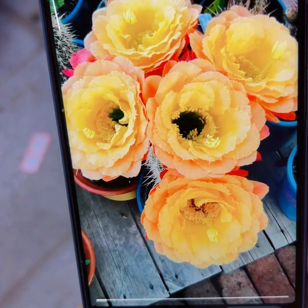 下121毛初春歪无根侧芽4公分左右20包邮