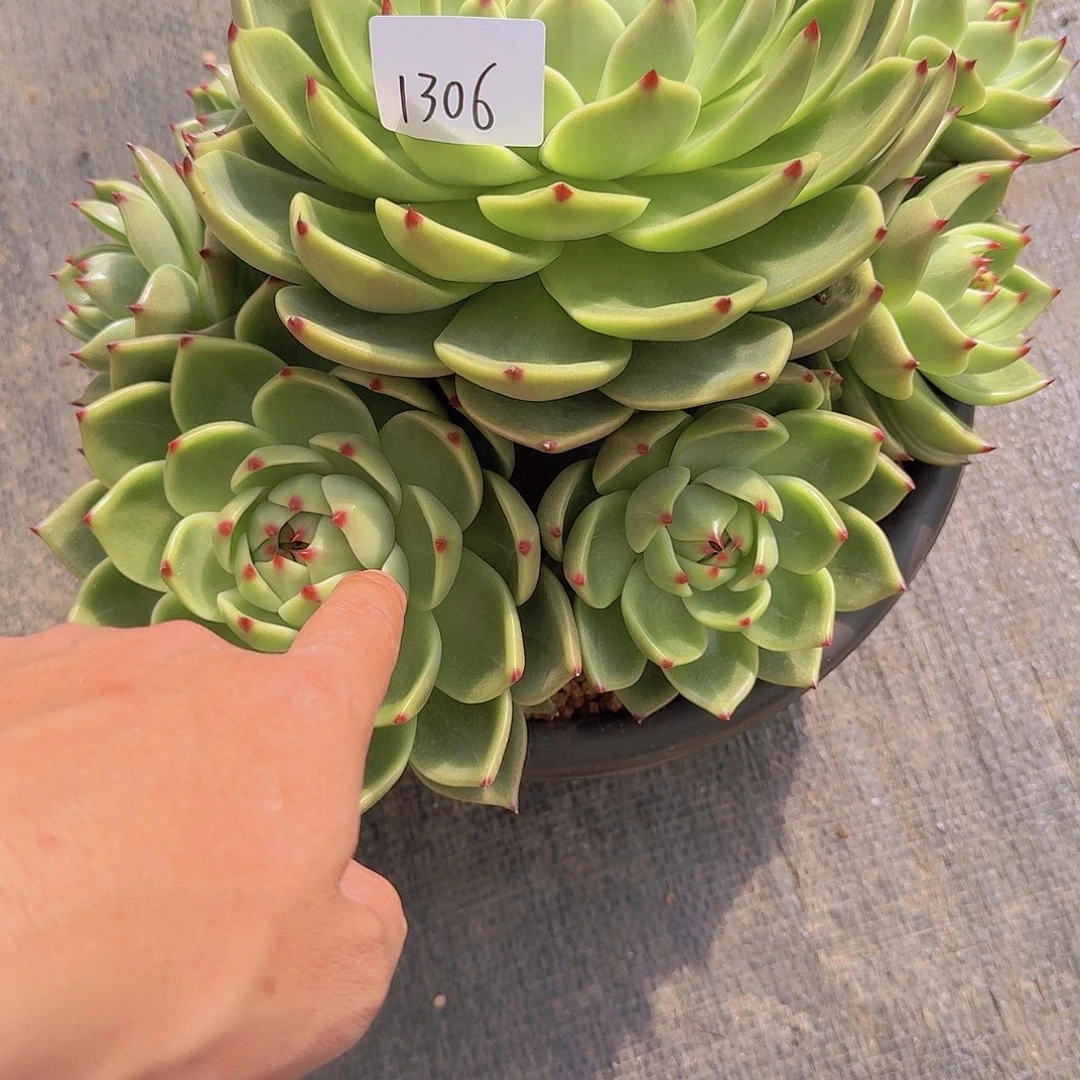 1306蓝龙多肉植物