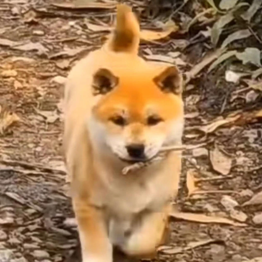 中华田园犬活体通用链接