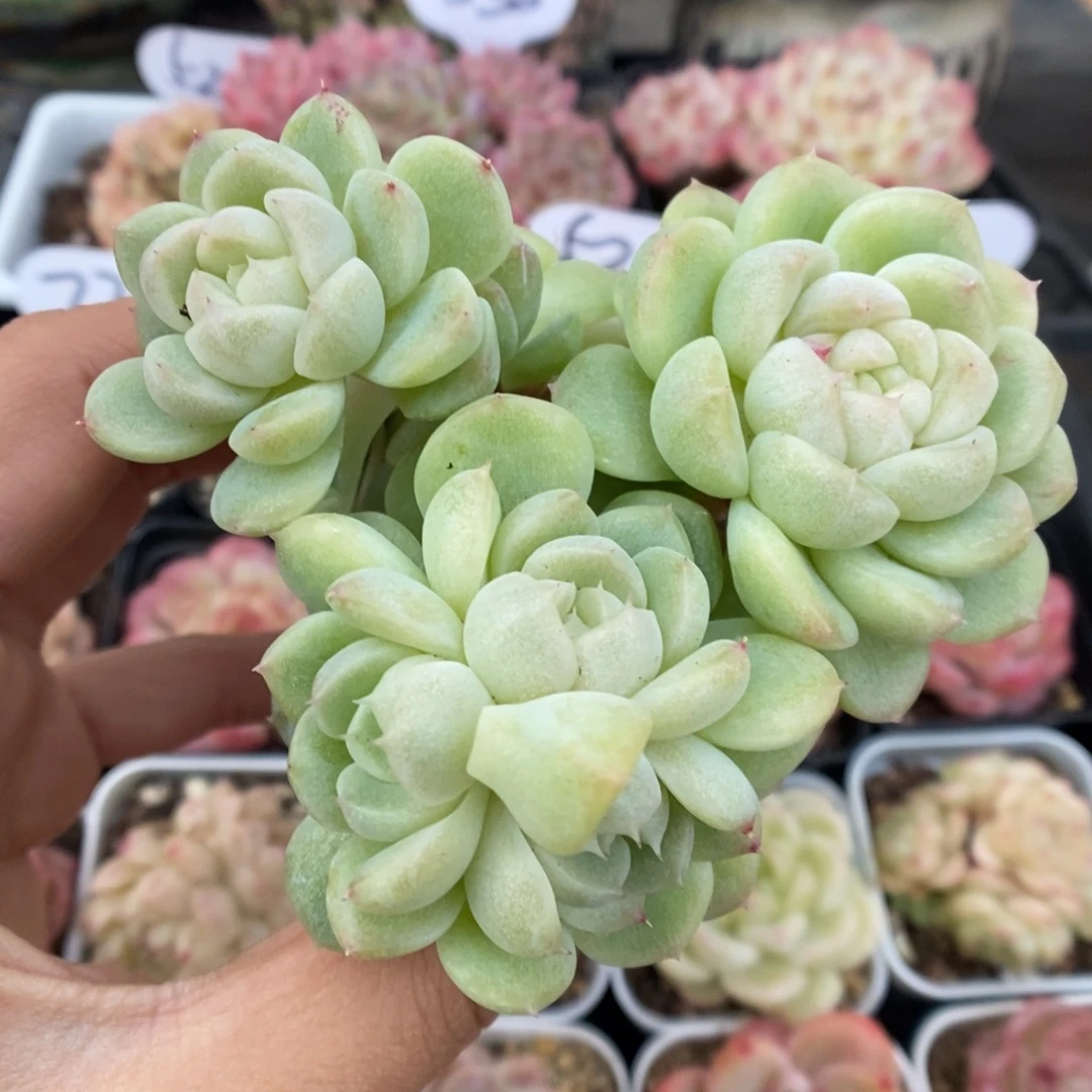 财富密码群生563号