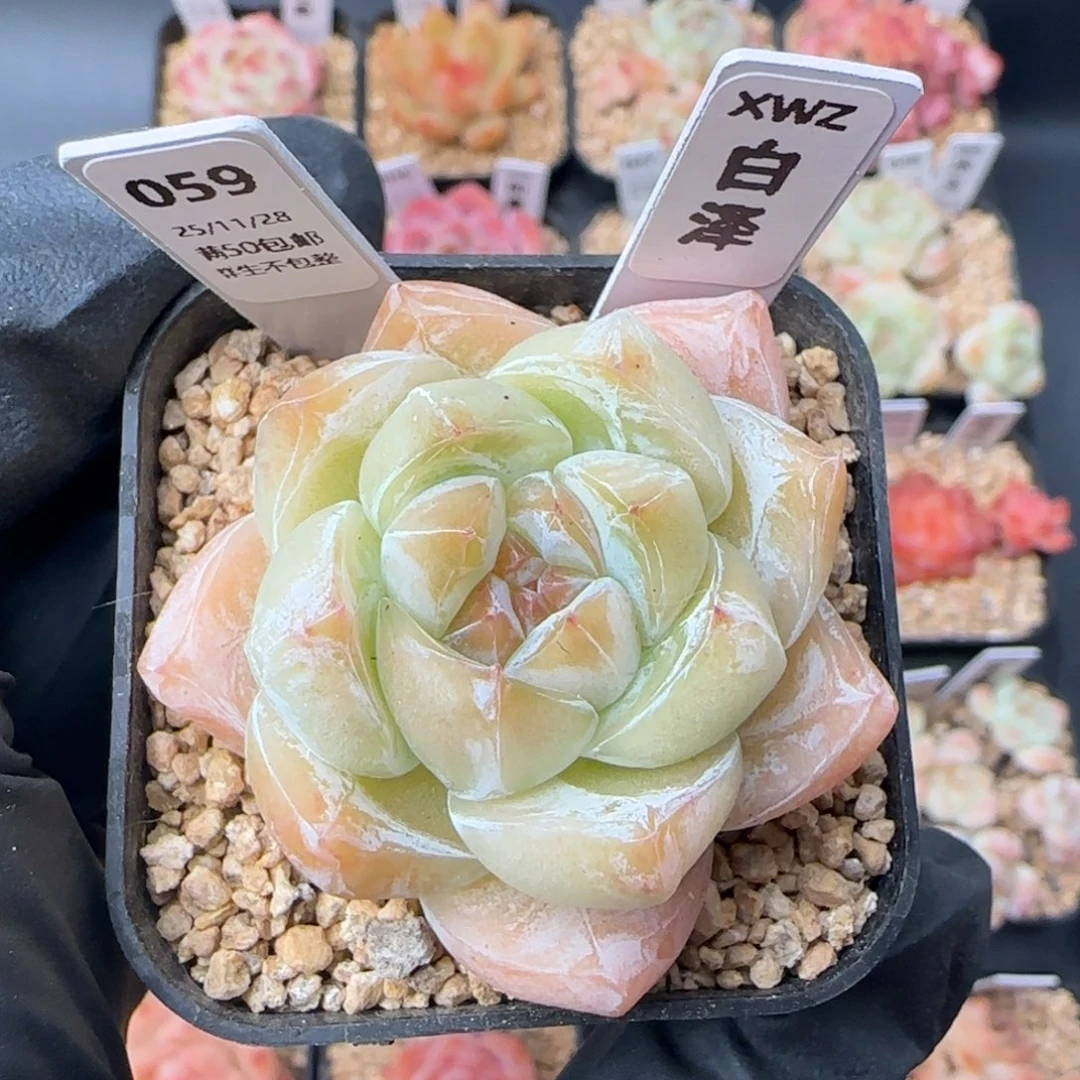 059   白泽    5厘米盆