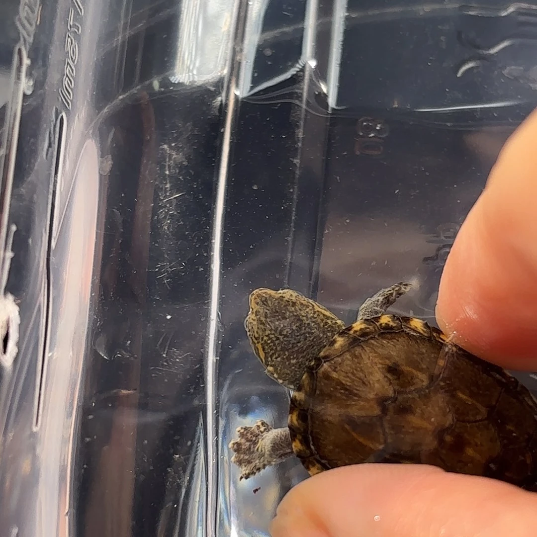 母宠物龟F8全品满文金豆瓦哈卡泥龟