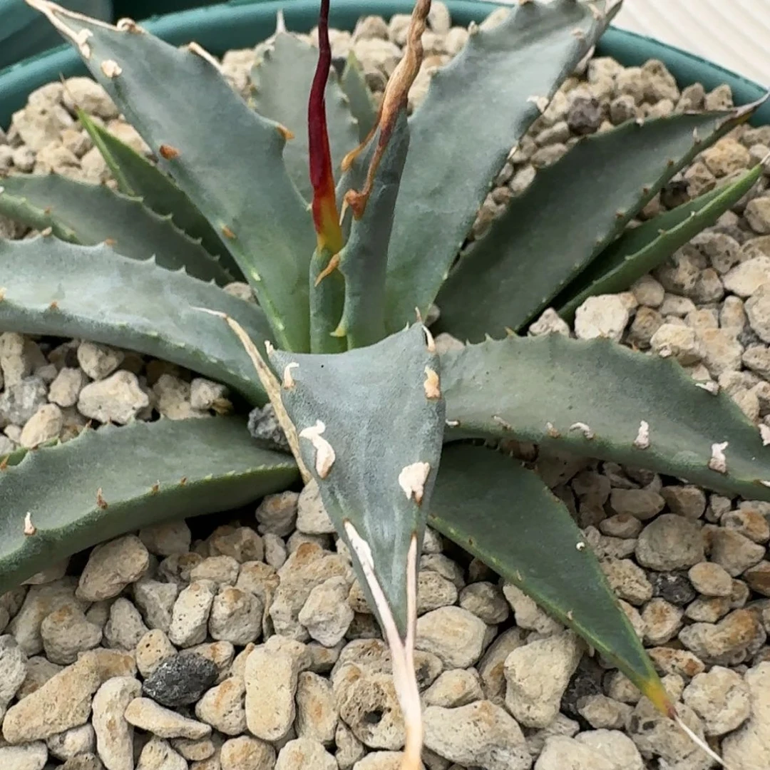 【闪购商品】4妖炎哈哈哈哈哈哈哈