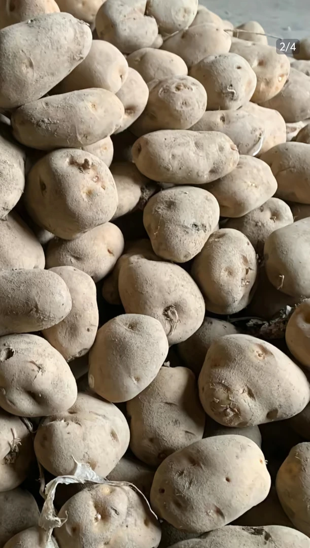 巫溪高山洋芋农家种植马铃薯土豆新鲜当季粉糯