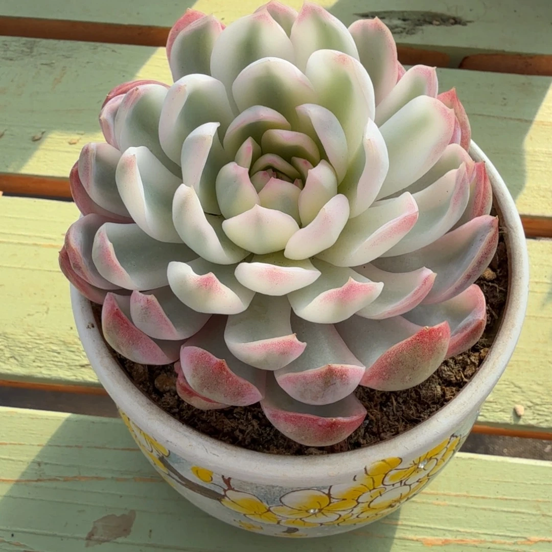 高瓷白雨燕座锦锦上园艺一物一拍