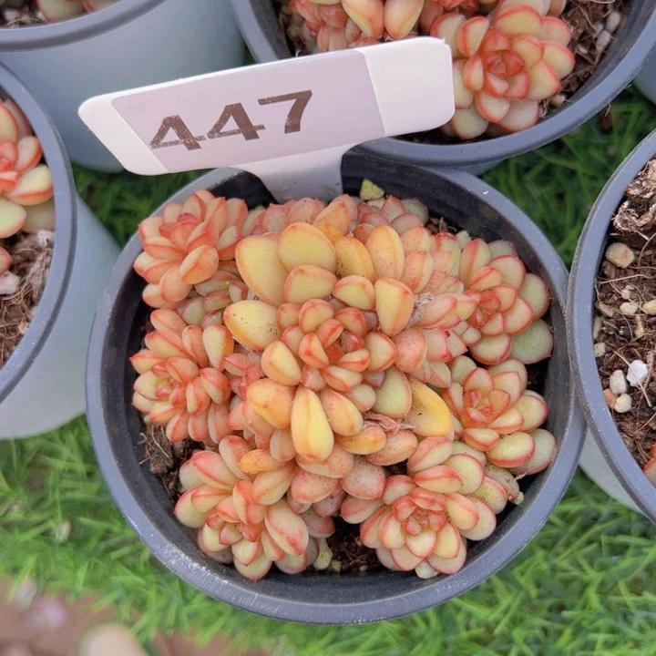 健健康康平平安安