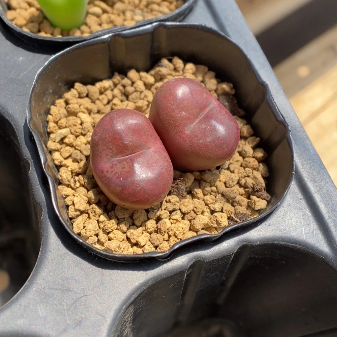 多肉植物肉锥杂交K-3306